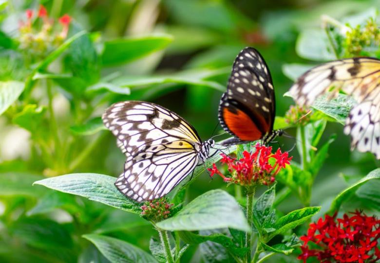 Home Butterfly Sanctuary in Kendall, Coconut Grove, Miami, Miami Beach and Nearby Cities